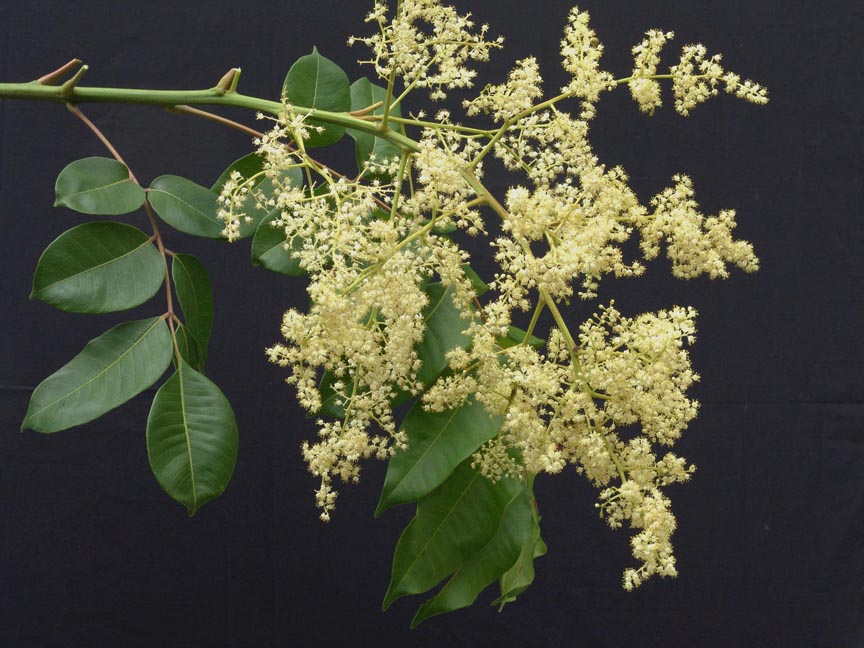 مُمبین زرد (آلوی جاوا)